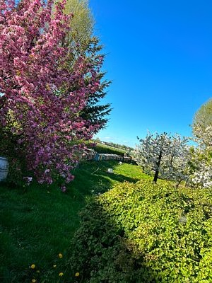 Pasieka wiosną